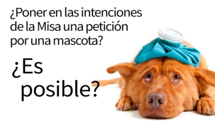 Si-mi-mascota-se-enferma-puedo-pedir-en-las-intenciones-de-misa-por-su-salud-Responde-Fray-Nelson